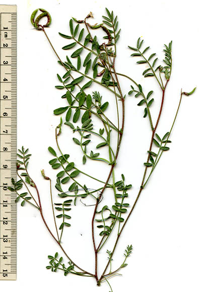  Astragalus nuttallianus var. imperfectus